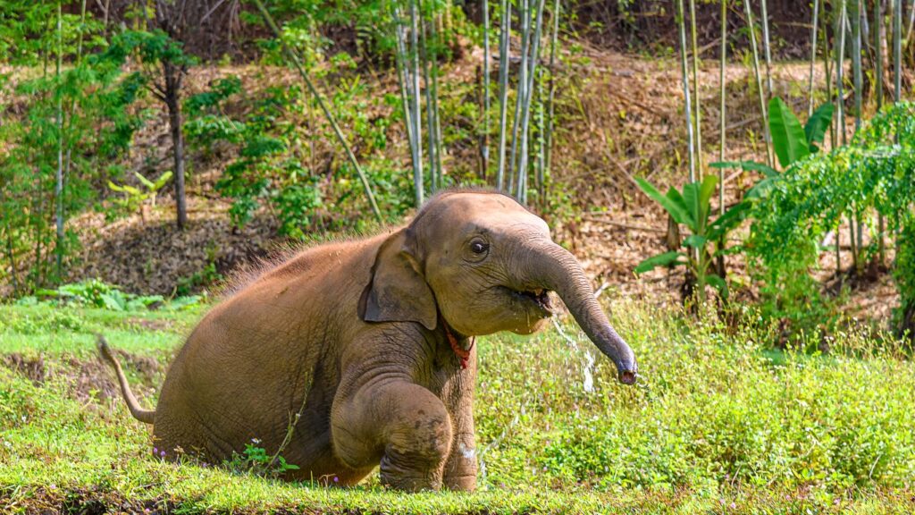 Baby Elephant