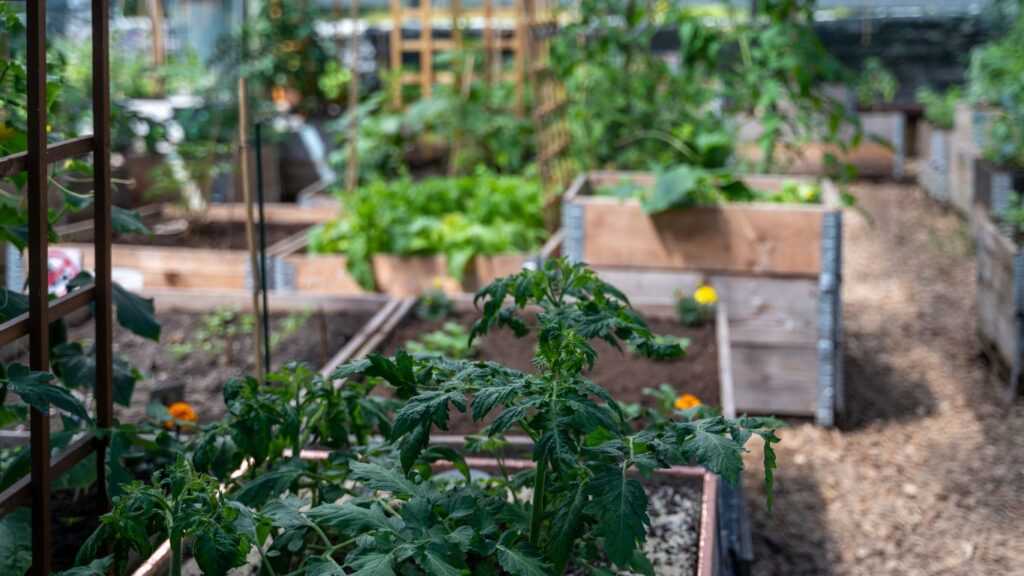 Community Garden Greenhouse|Harvesting Rambutan