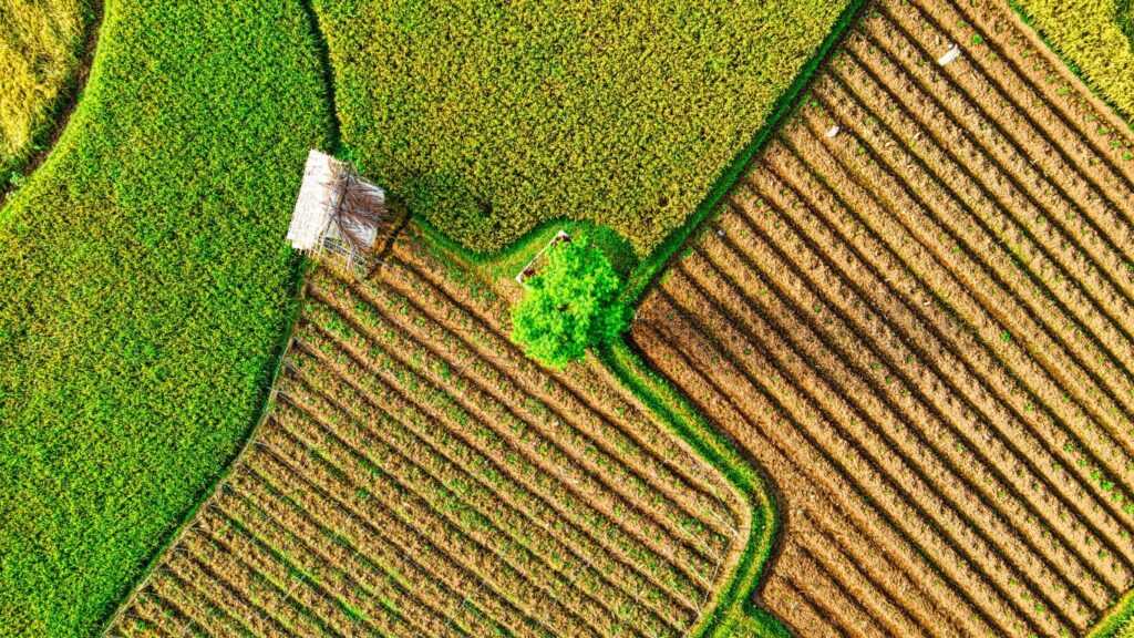 Crop Field Top View