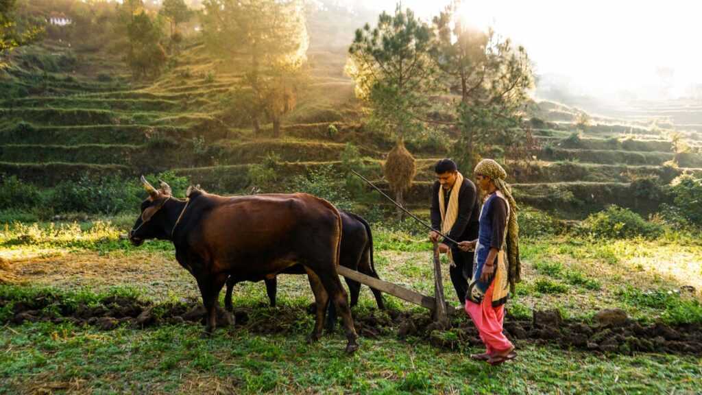 Farmer at the Field|Kid In Tree