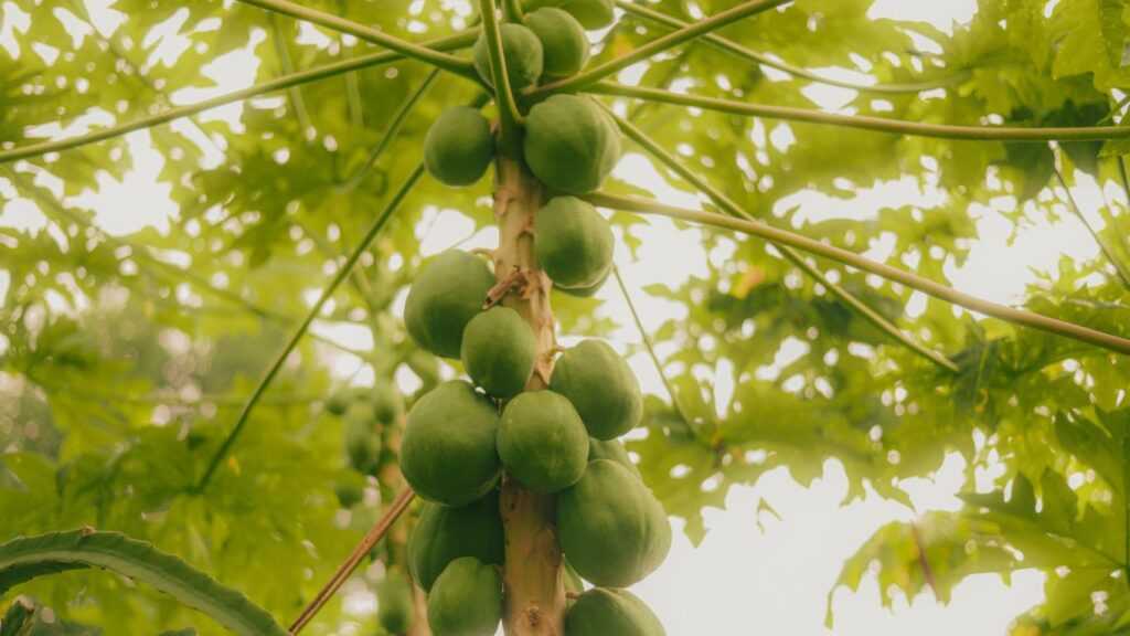 Green Papaya Trees|Natural Green Bottle