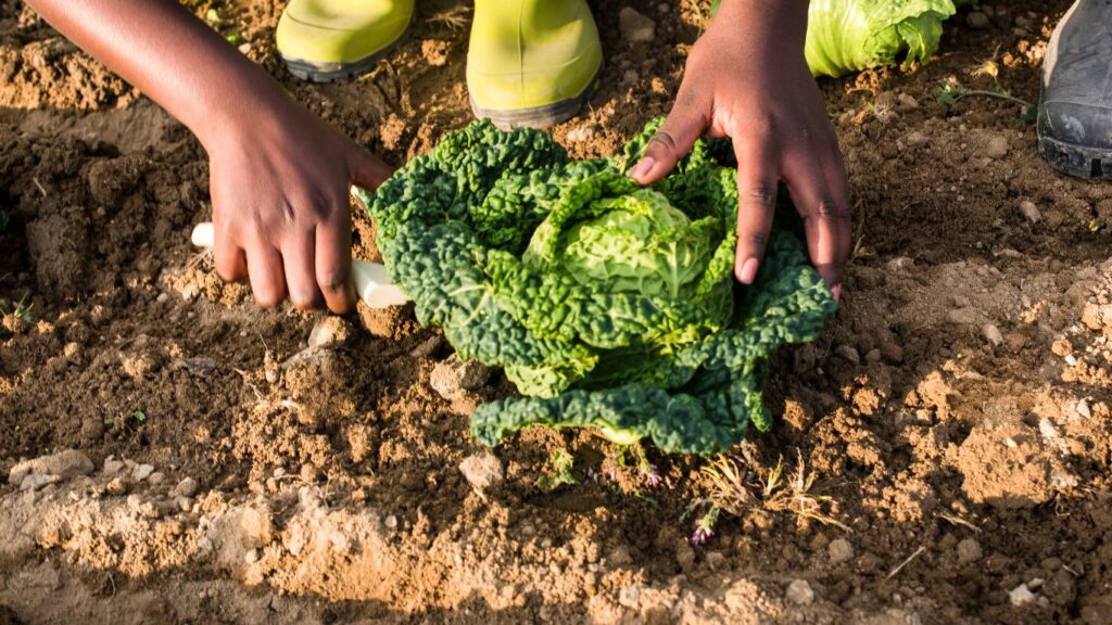 Harvesting Letuce