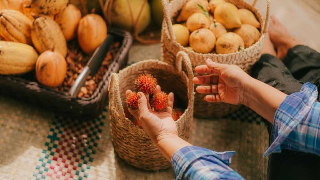 Harvesting Rambutan