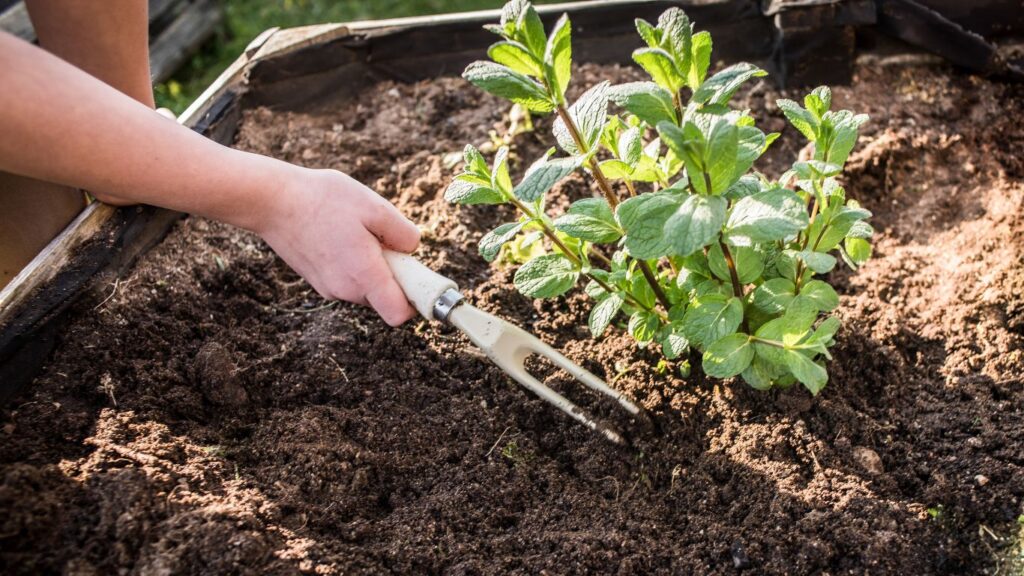 Kid Raking Soil