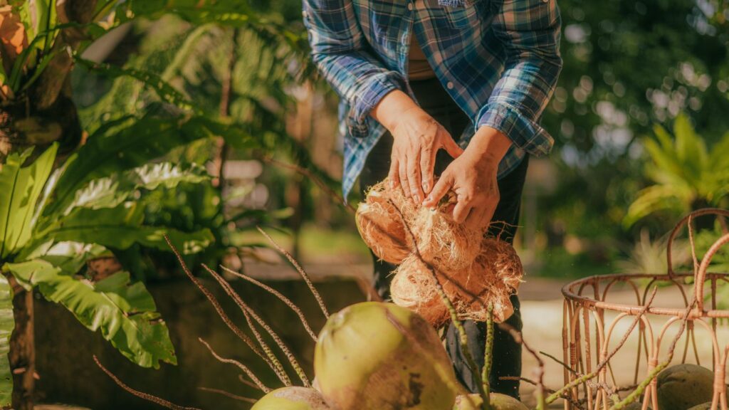 Peeling Coconut Husk