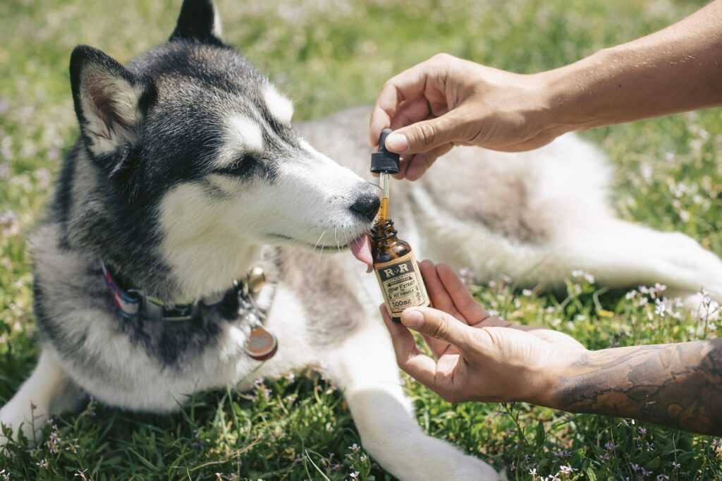 dog, husky, cbd oil, cbd, animal, hemp oil, hemp extract, hemp for pets, hemp for dogs, cbd for dogs, colorado husky, nature, pets, fur, pet, puppy, cdb, tincture, dropper, pet tincture, pet oil