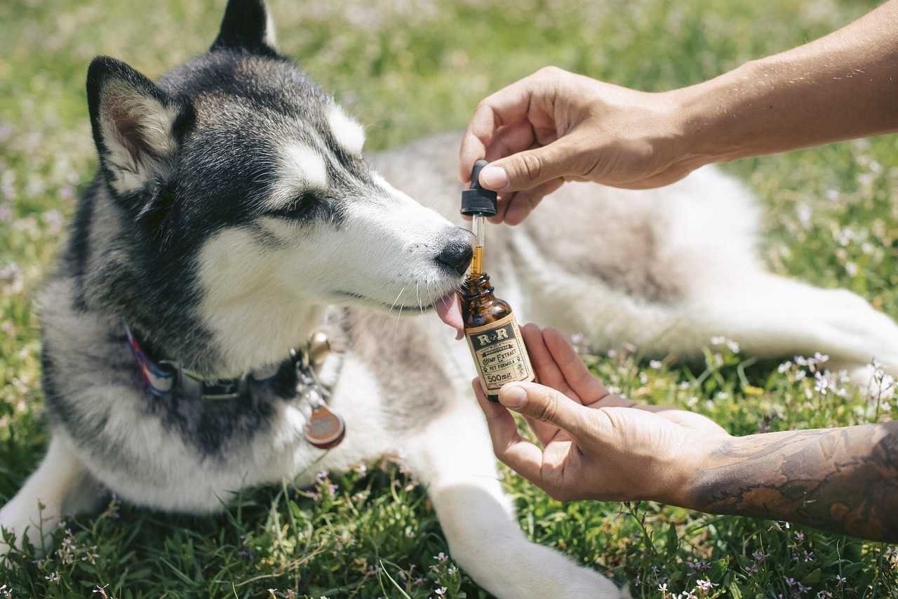dog, husky, cbd oil, cbd, animal, hemp oil, hemp extract, hemp for pets, hemp for dogs, cbd for dogs, colorado husky, nature, pets, fur, pet, puppy, cdb, tincture, dropper, pet tincture, pet oil