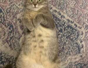 dropbox 8737.idj.029.22