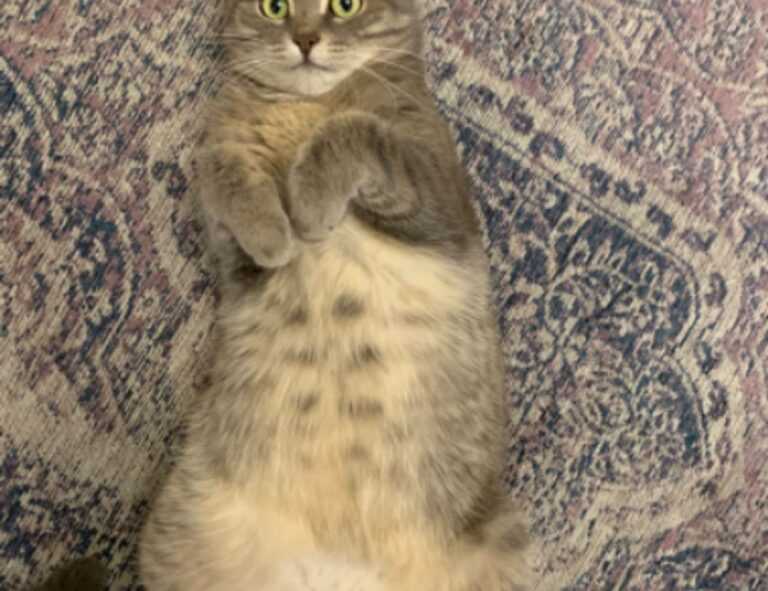 dropbox 8737.idj.029.22