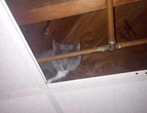 update software bvostfus python