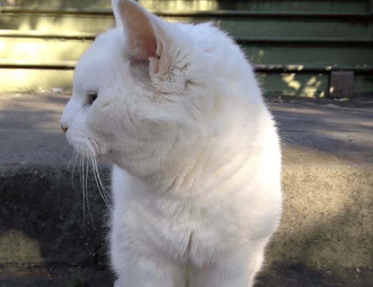 why is lescohid herbicide good