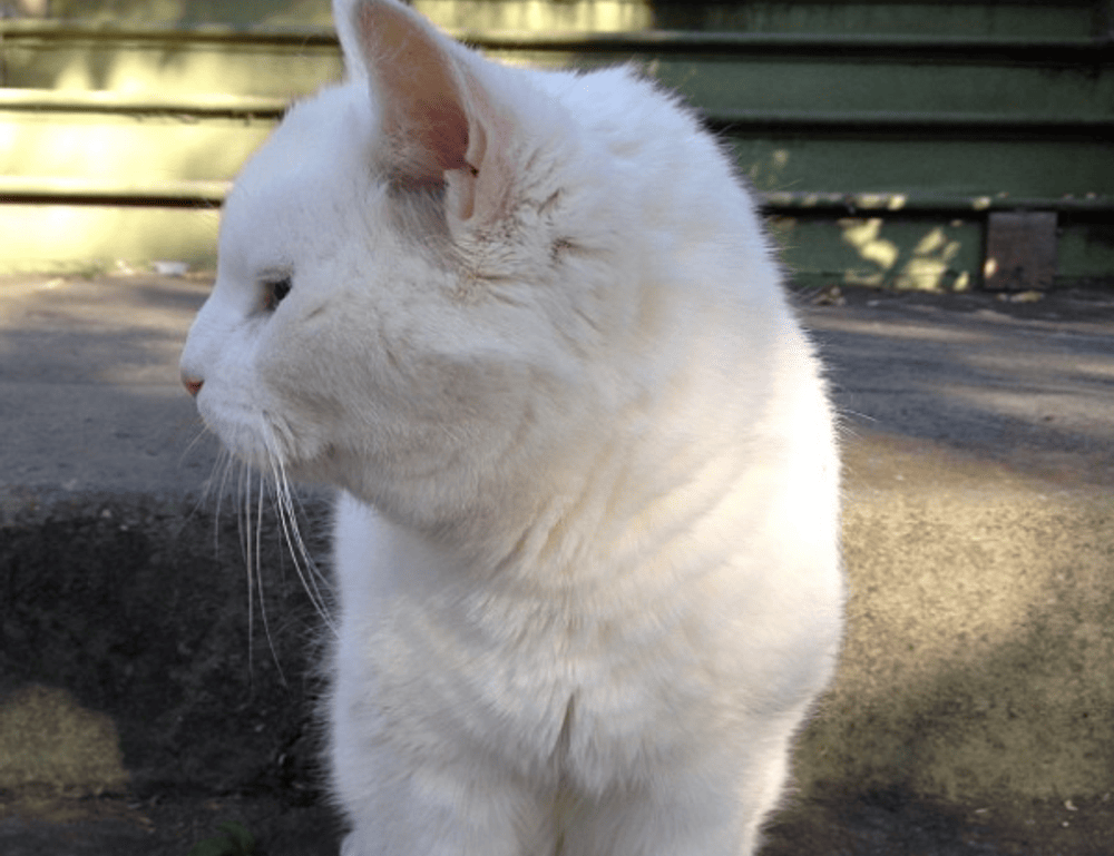 why is lescohid herbicide good