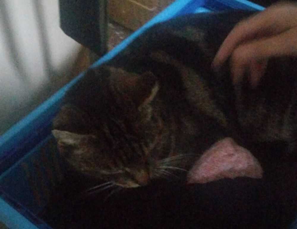 short choppy shaggy hairstyles for fine hair over 50