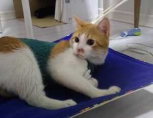 short hairstyles for thin hair over 60 with glasses