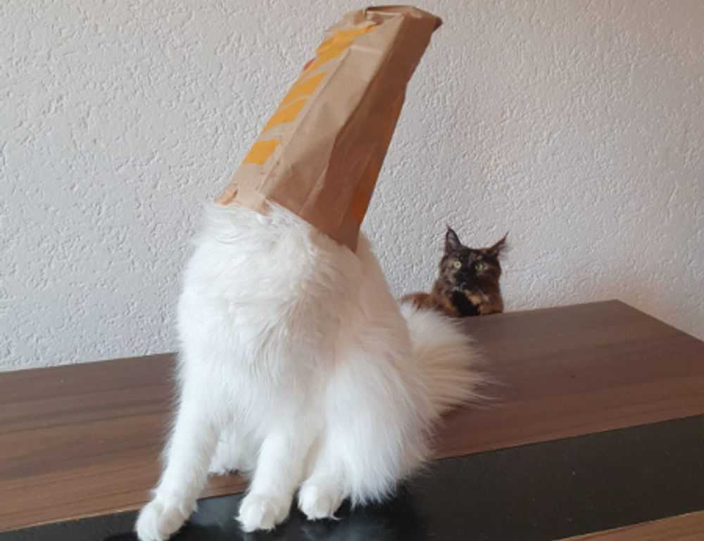 shoulder length choppy shaggy hairstyles for fine hair over 50