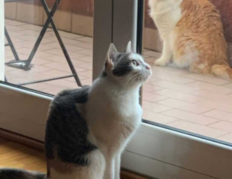 side bangs front layered haircuts for long hair