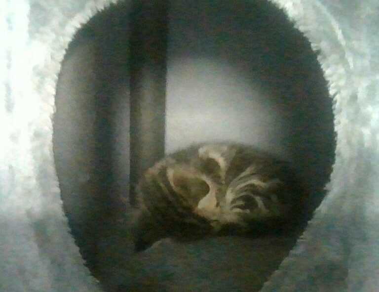 smith system reversing quiz answers pdf