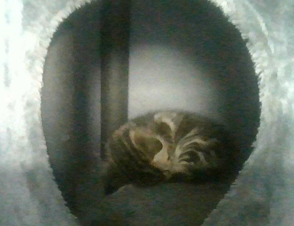 smith system reversing quiz answers pdf