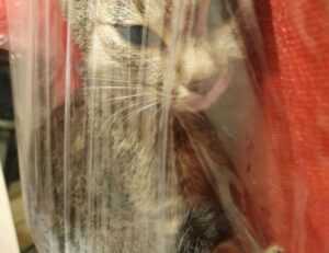 sports authority gift cards still good