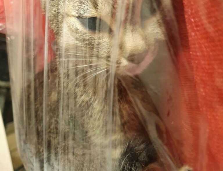 sports authority gift cards still good