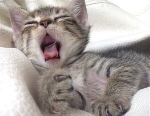 sustainable agriculture ap human geography definition