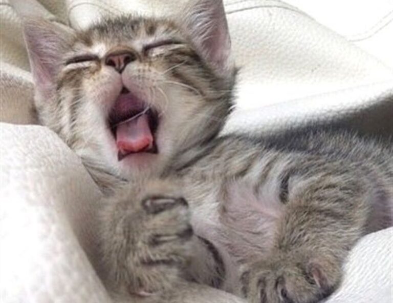 sustainable agriculture ap human geography definition