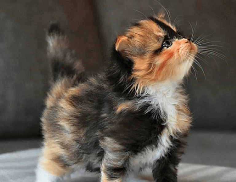 the court of thorns and roses in order