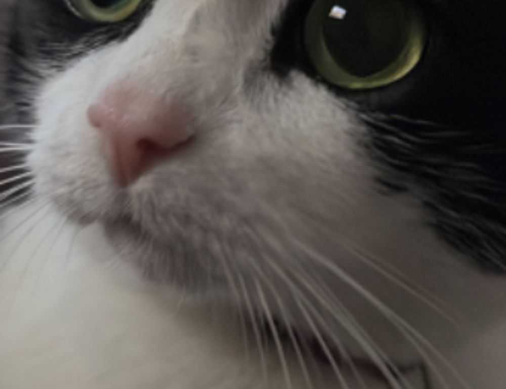 the lady or the tiger commonlit answers