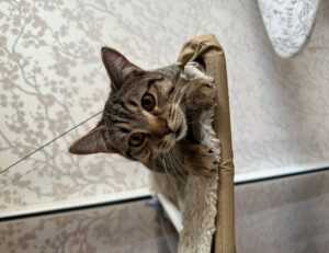 the lightning thief books in order