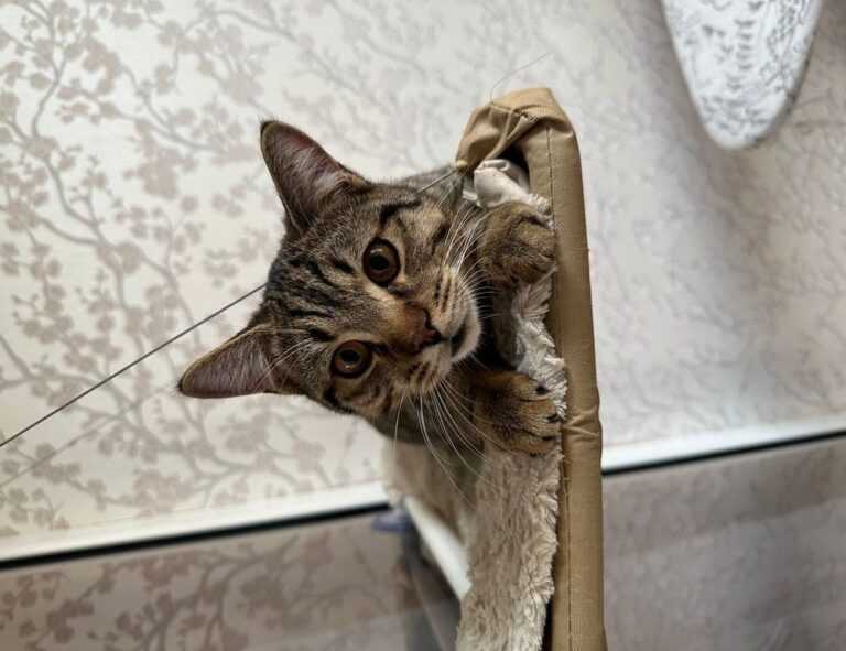 the lightning thief books in order